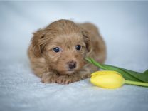 Havaneser Havapoo Welpen Züchter Rüde Hündin zu Hause gesucht Papiere