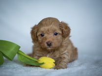 Havaneser Havapoo Welpen Züchter Rüde Hündin zu Hause gesucht Papiere