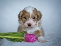 Havaneser Havapoo Welpen Züchter Rüde Hündin zu Hause gesucht Papiere
