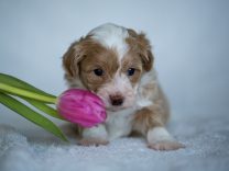 Havaneser Havapoo Welpen Züchter Rüde Hündin zu Hause gesucht Papiere
