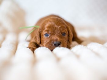 Die ersten 8 Wochen eines Cavapoo Welpen sind voller Entwicklungsschritte: vom blinden und tauben Neugeborenen über erste Gehversuche bis hin zum neugierigen kleinen Hund. Jede Woche bringt neue Veränderungen, neue Fähigkeiten und mehr Persönlichkeit. Für uns als Züchter ist diese Zeit besonders wertvoll. Wir begleiten die Welpen intensiv, beobachten ihre Entwicklung und bereiten sie liebevoll auf ihr späteres Leben in ihrer neuen Familie vor. Wer einen Cavapoo Welpen kaufen möchte, sollte sich nicht nur von Farbe oder Aussehen leiten lassen. Viel wichtiger sind Gesundheit, Charakter, Aufzucht, Sozialisation und die passende Verbindung zwischen Welpe und Familie.