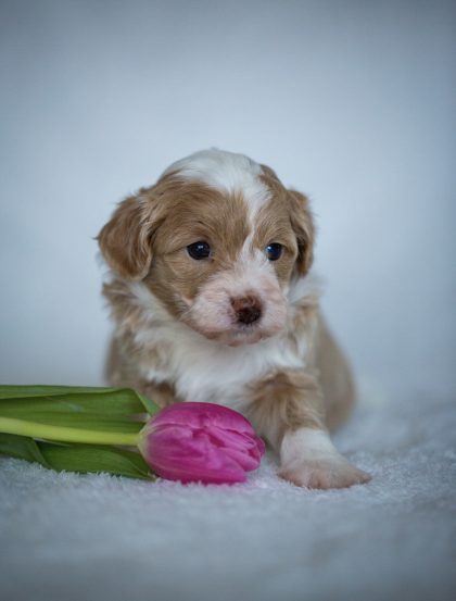 Havaneser Havapoo Welpen Züchter Rüde Hündin zu Hause gesucht Papiere