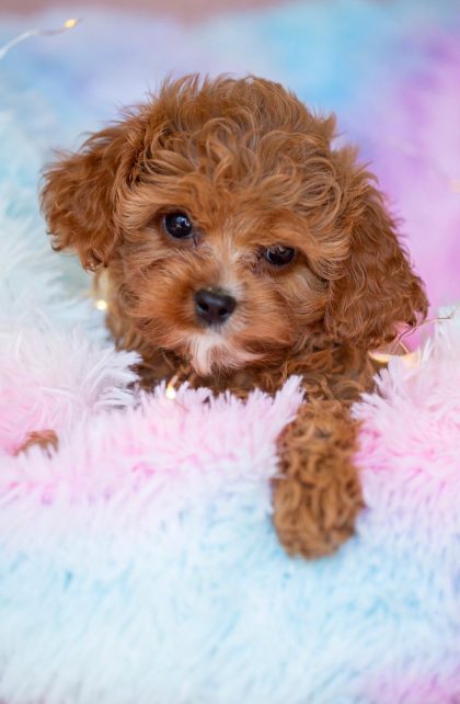 Cavapoo, Maltipoo, Cockpoo, Züchter mit Papiere, Apricot, Rüde Hündin