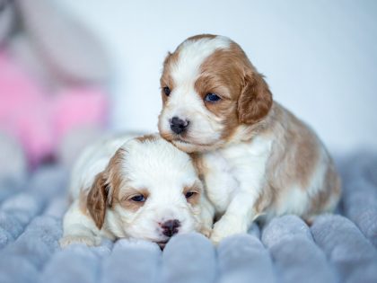 Cavapoo, Maltipoo, Cockpoo, Züchter mit Papiere, Apricot, Rüde Hündin weiß Pudel Welpen Züchter Papiere