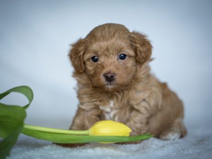 Havaneser Havapoo Welpen Züchter Rüde Hündin zu Hause gesucht Papiere