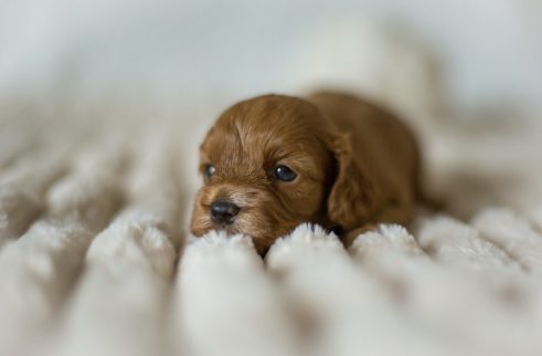 Cockapoo Welpen Züchter Rüde Hündin zu Hause gesucht Papiere Stammbaum