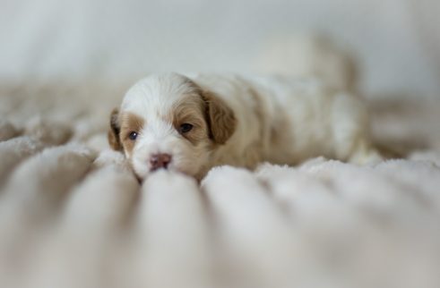 Cockapoo Welpen Züchter Rüde Hündin zu Hause gesucht Papiere Stammbaum