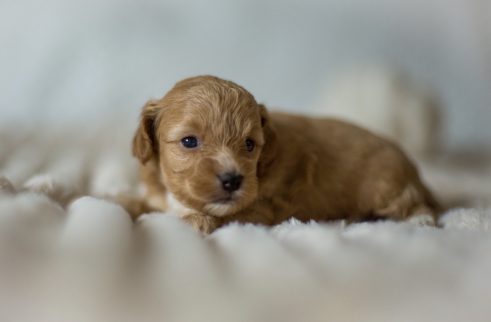Cockapoo Welpen Züchter Rüde Hündin zu Hause gesucht Papiere Stammbaum