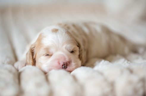 Cockapoo Welpe Rüde Züchter Stammbaum Ahnentafel