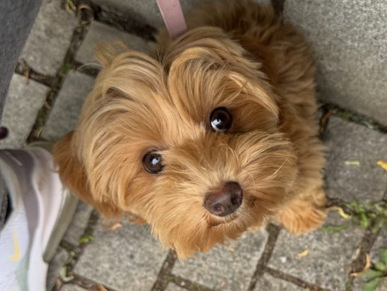 Maltipoo Hündin 7 Monate Züchter mit Ahnentafel und Papieren