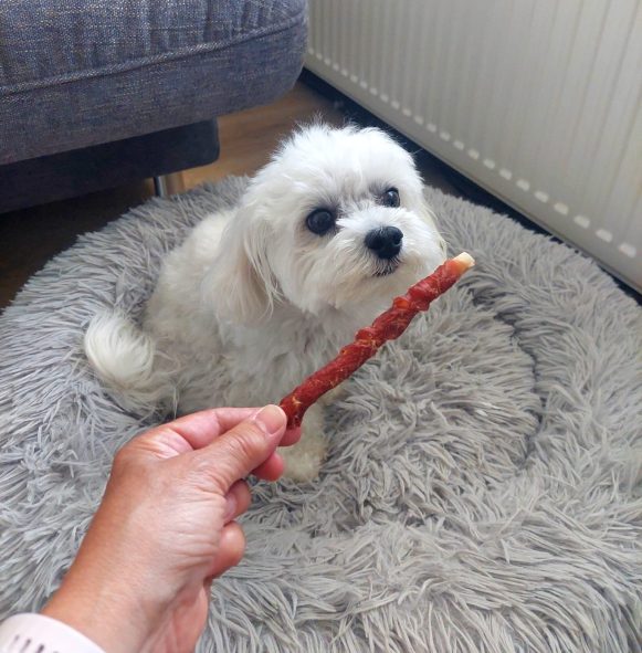 Cavapoo Cockapoo Cockerpoo Havapoo Maltipoo Pomapoo Doodle Pudel-Mix Welpen Züchter Zucht in Sachsen