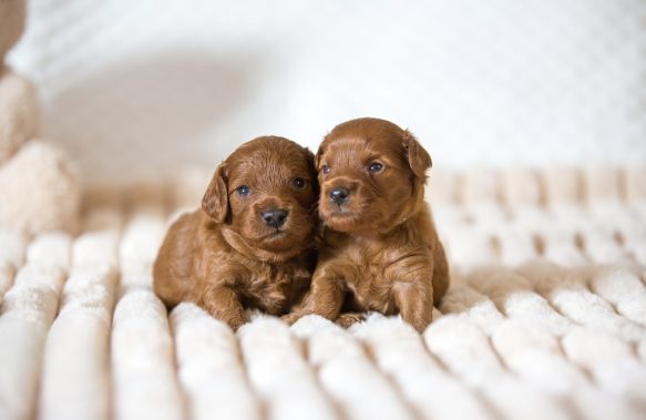 Cavapoo Cockapoo Cockerpoo Havapoo Maltipoo Pomapoo Doodle Pudel-Mix Welpen Züchter Zucht in Sachsen