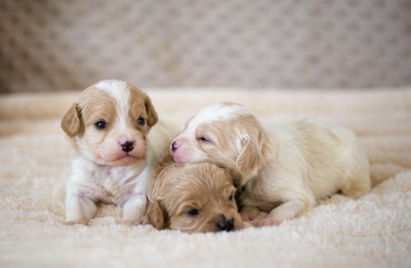 Cavapoo Cockapoo Cockerpoo Havapoo Maltipoo Pomapoo Doodle Pudel-Mix Welpen Züchter Zucht in Sachsen