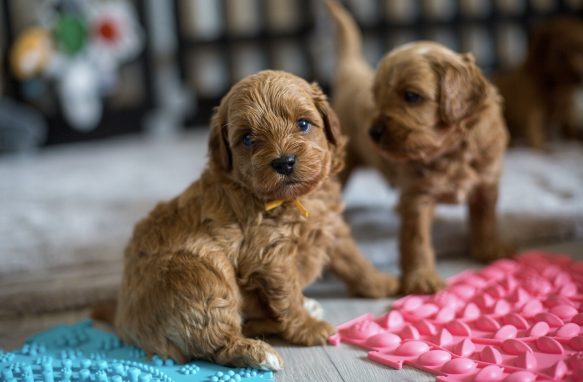 Cavapoo Cockapoo Cockerpoo Havapoo Maltipoo Pomapoo Doodle Pudel-Mix Welpen Züchter Zucht in Sachsen