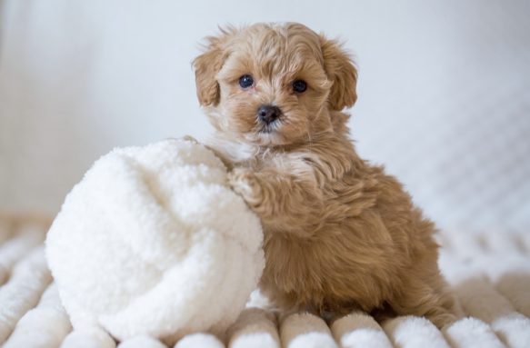 Cavapoo Cockapoo Cockerpoo Havapoo Maltipoo Pomapoo Doodle Pudel-Mix Welpen Züchter Zucht in Sachsen