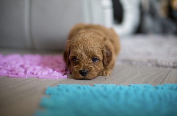 Cavapoo Cockapoo Cockerpoo Havapoo Maltipoo Pomapoo Doodle Pudel-Mix Welpen Züchter Zucht in Sachsen