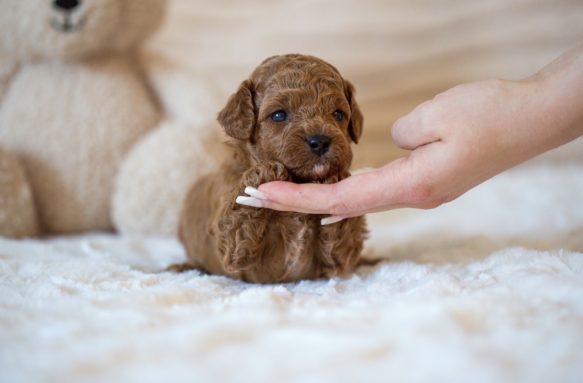 Cavapoo Cockapoo Cockerpoo Havapoo Maltipoo Pomapoo Doodle Pudel-Mix Welpen Züchter Zucht in Sachsen