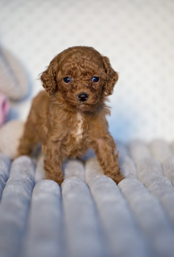 Cavapoo Cockapoo Cockerpoo Havapoo Maltipoo Pomapoo Doodle Pudel-Mix Welpen Züchter Zucht in Sachsen