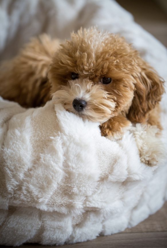Cavapoo Cockapoo Cockerpoo Havapoo Maltipoo Pomapoo Doodle Pudel-Mix Welpen Züchter Zucht in Sachsen