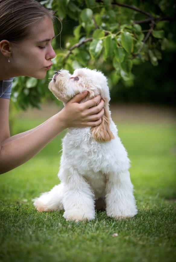 Cavapoo Cockapoo Cockerpoo Havapoo Maltipoo Pomapoo Doodle Pudel-Mix Welpen Züchter Zucht in Sachsen