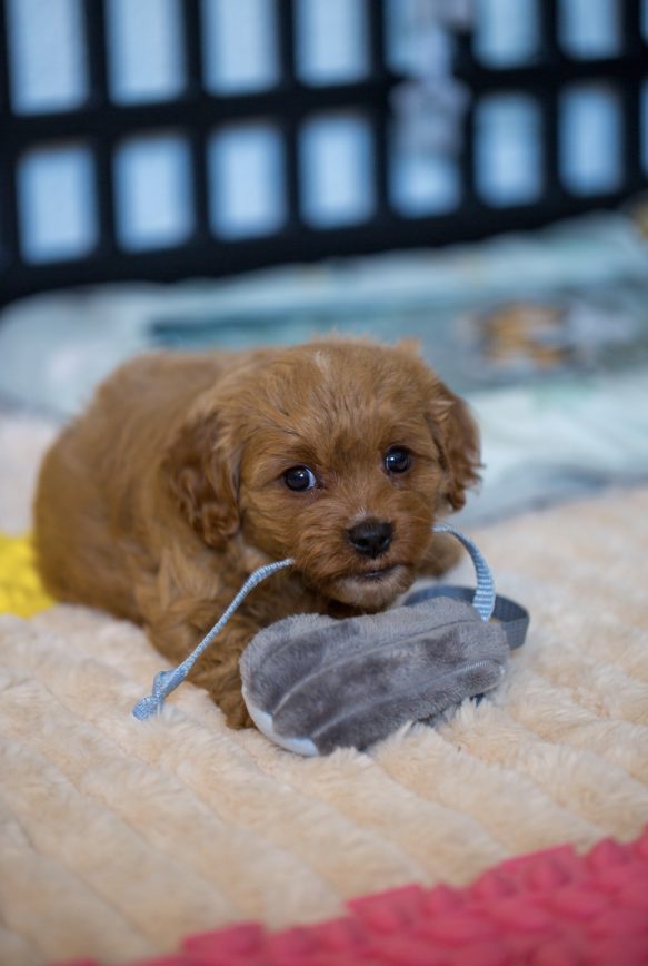 Cavapoo Cockapoo Cockerpoo Havapoo Maltipoo Pomapoo Doodle Pudel-Mix Welpen Züchter Zucht in Sachsen