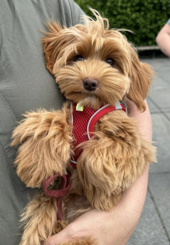 Maltipoo Hündin 7 Monate Züchter mit Ahnentafel und Papieren