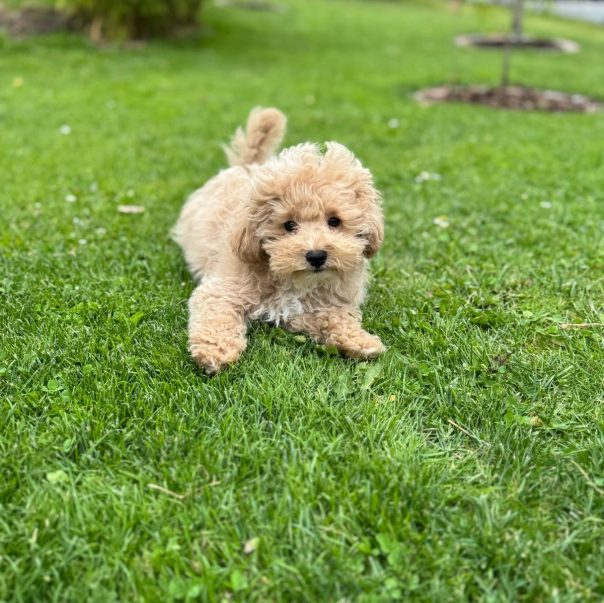 Cavapoo Cockapoo Cockerpoo Havapoo Maltipoo Pomapoo Doodle Pudel-Mix Welpen Züchter Zucht in Sachsen
