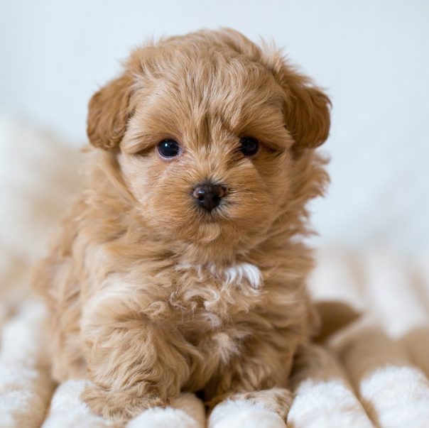 Cavapoo Cockapoo Cockerpoo Havapoo Maltipoo Pomapoo Doodle Pudel-Mix Welpen Züchter Zucht in Sachsen