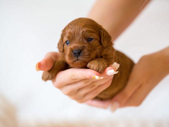 Cavapoo Welpen Züchter Rüde Hündin zu Hause gesucht Papiere Stammbaum