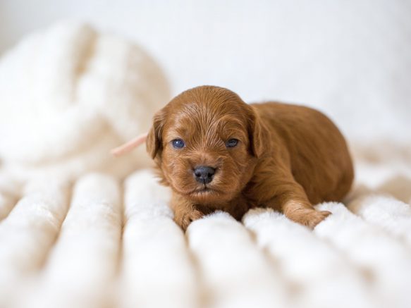 Cavapoo Welpen Züchter Rüde Hündin zu Hause gesucht Papiere Stammbaum