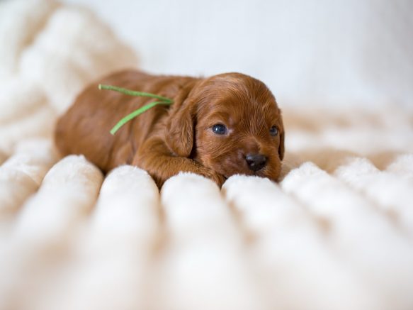 Cavapoo Welpen Züchter Rüde Hündin zu Hause gesucht Papiere Stammbaum