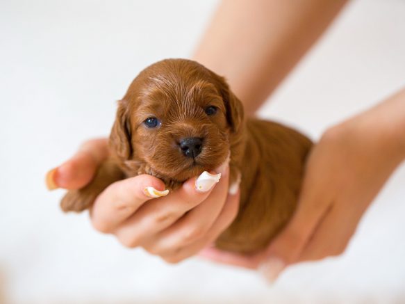 Cavapoo Welpen Züchter Rüde Hündin zu Hause gesucht Papiere Stammbaum
