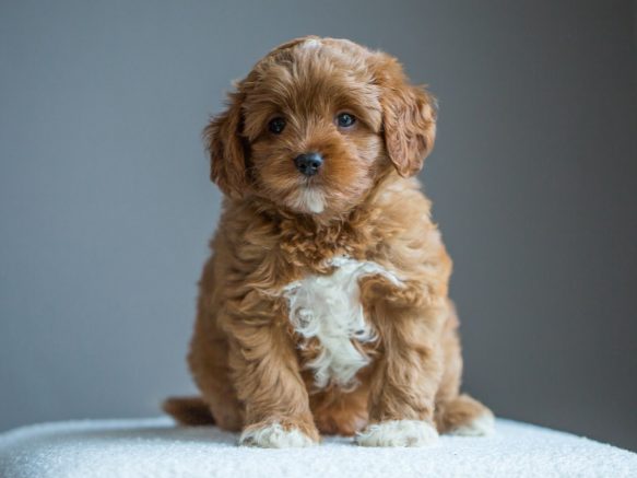 Cavapoo Welpen Züchter Rüde Hündin zu Hause gesucht Papiere Stammbaum