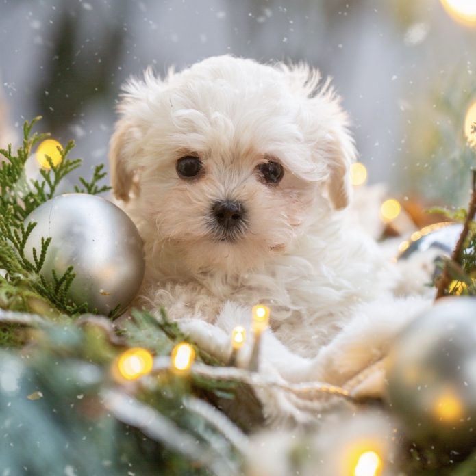 Cavapoo Cockapoo Cockerpoo Havapoo Maltipoo Pomapoo Doodle Pudel-Mix Welpen Züchter Zucht in Sachsen