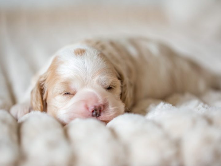 Cockapoo Cockerpoo Cocker-Spaniel-Pudel-Mix Cockerpoo Rüde Welpe Männchen Männlich Welpen Cockapoo Züchter in Sachsen Cockapoo Züchter in Deutschland