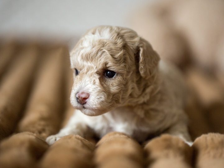 Cavapoo Cockapoo Cockerpoo Havapoo Maltipoo Pomapoo Doodle Pudel-Mix Welpen Züchter Zucht in Sachsen