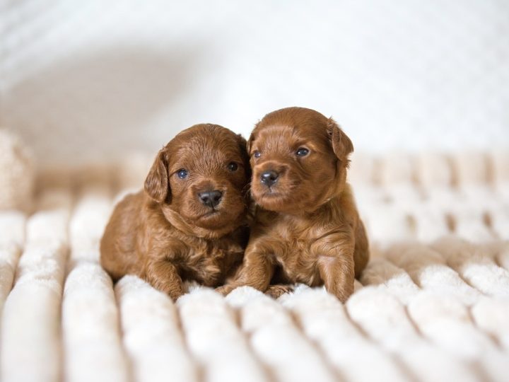 Cavapoo Cockapoo Cockerpoo Havapoo Maltipoo Pomapoo Doodle Pudel-Mix Welpen Züchter Zucht in Sachsen
