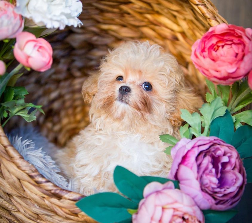 Cavapoo Cockapoo Cockerpoo Havapoo Maltipoo Pomapoo Doodle Pudel-Mix Welpen Züchter Zucht in Sachsen