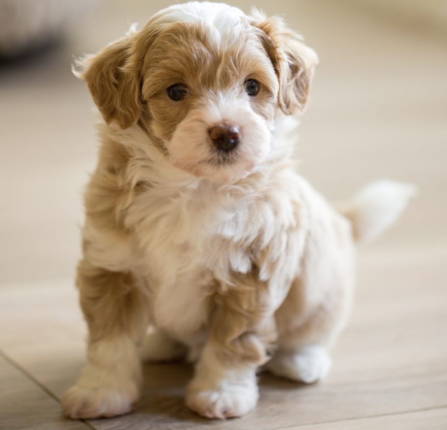 Cavapoo Cockapoo Cockerpoo Havapoo Maltipoo Pomapoo Doodle Pudel-Mix Welpen Züchter Zucht in Sachsen