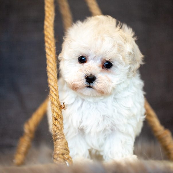 Cavapoo Cockapoo Cockerpoo Havapoo Maltipoo Pomapoo Doodle Pudel-Mix Welpen Züchter Zucht in Sachsen