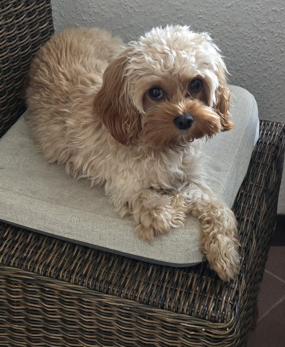 Cavapoo, Maltipoo, Cockpoo, Züchter mit Papiere, Apricot, Rüde Hündin weiß Pudel Welpen Züchter Papiere Spielzeug für Cavapoo zu Hause gesucht