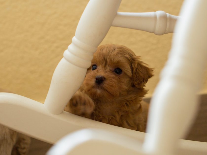 Pomapoo, Cockapoo, Havapoo, Malitpoo Welpen Rüde Hündin Züchter mit Ahnentafel Papiere