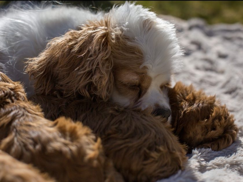 Cockapoo Welpen Züchter Rüde Hündin zu Hause gesucht Papiere Stammbaum