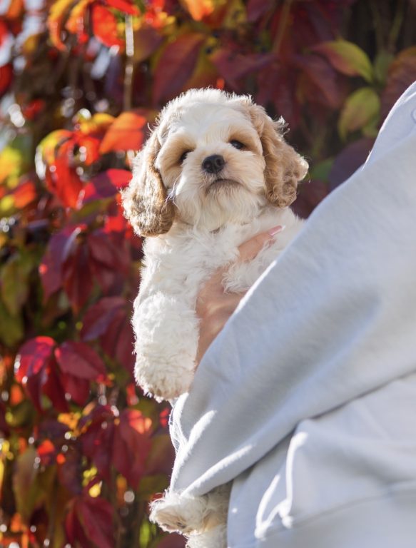 Cockapoo Cockerpoo Cocker-Spaniel-Pudel-Mix Cockerpoo Rüde Welpe Männchen Männlich Welpen Cockapoo Züchter in Sachsen Cockapoo Züchter in Deutschland