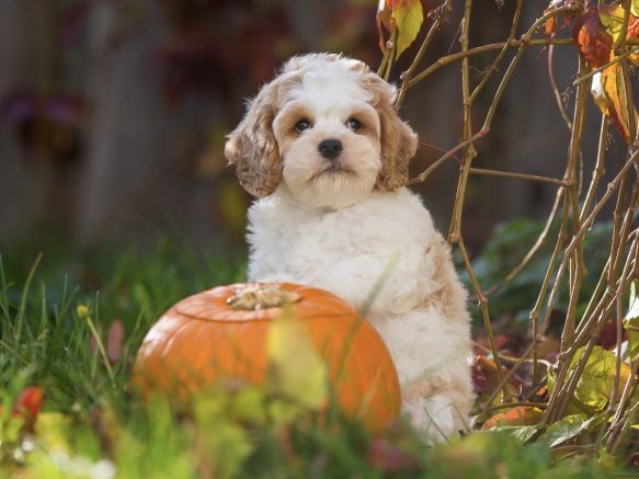 Cockapoo Cockerpoo Cocker-Spaniel-Pudel-Mix Cockerpoo Rüde Welpe Männchen Männlich Welpen Cockapoo Züchter in Sachsen Cockapoo Züchter in Deutschland