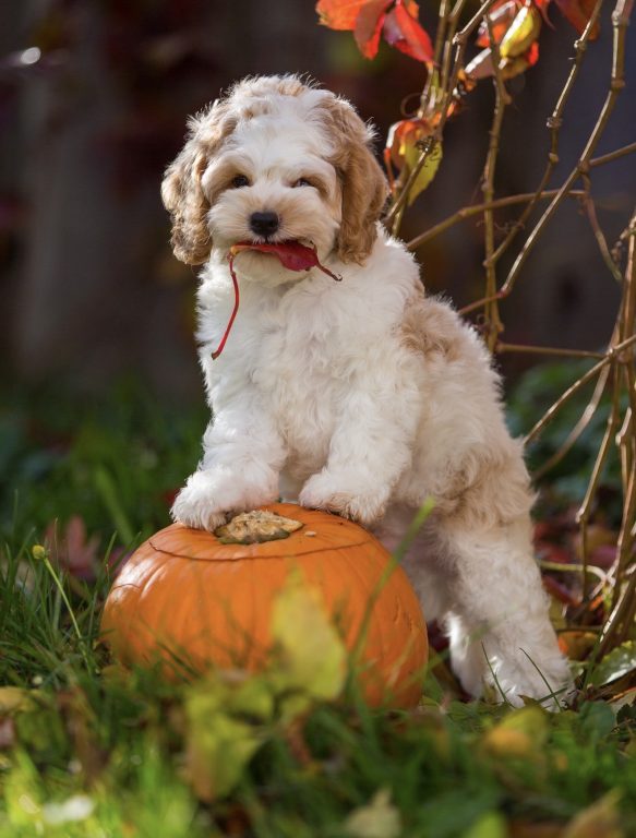Cockapoo Cockerpoo Cocker-Spaniel-Pudel-Mix Cockerpoo Rüde Welpe Männchen Männlich Welpen Cockapoo Züchter in Sachsen Cockapoo Züchter in Deutschland
