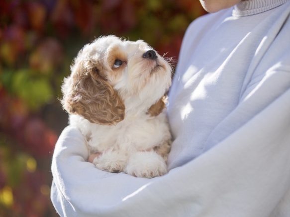 Cockapoo Cockerpoo Cocker-Spaniel-Pudel-Mix Cockerpoo Rüde Welpe Männchen Männlich Welpen Cockapoo Züchter in Sachsen Cockapoo Züchter in Deutschland