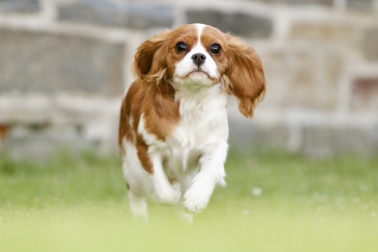 Cavapoo, Maltipoo, Cockpoo, Züchter mit Papiere, Apricot, Rüde Hündin