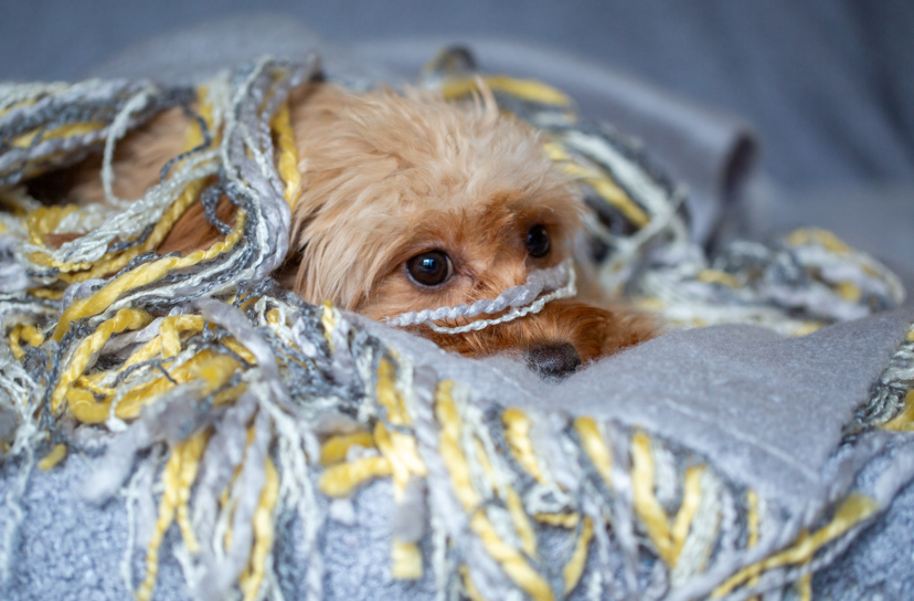 Cavapoo, Cockapoo, Maltipoo Züchter mit Papieren Welpen