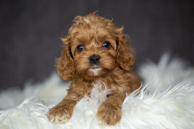 Coackpoo Welpen Züchter Hündin Rüde Papiere